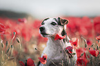 Jack Russell Terrier im Mohnfeld