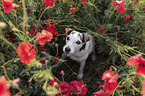Jack Russell Terrier im Mohnfeld