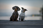 Jack Russell Terrier mit Tigerdackel