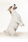Jack Russell Terrier macht Mnnchen