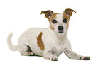 Jack Russell Terrier vor weiem Hintergrund