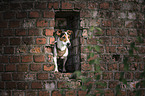 junger Jack Russell Terrier