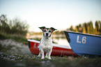 Jack Russell Terrier