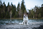 sitzender Jack Russell Terrier