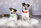 Jack Russell Terrier in Weihnachtsdeko