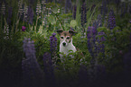 Jack Russell Terrier Hndin