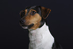 Jack Russell Terrier im Studio