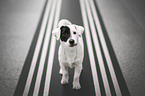 Jack Russell Terrier Rde