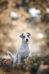 ausgewachsener Jack Russell Terrier