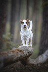 ausgewachsener Jack Russell Terrier