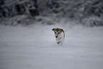 Jack Russell Terrier im Schnee