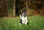 Jack Russell Terrier Senior