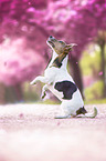 Jack Russell Terrier vor Kirschblten