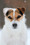 Jack Russell Terrier Hndin im Schnee