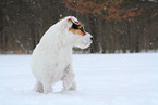 Jack Russell Terrier Hndin im Schnee