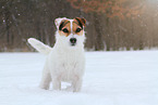 Jack Russell Terrier Hndin im Schnee