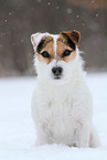 Jack Russell Terrier Hndin im Schnee