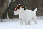 Jack Russell Terrier Hndin im Schnee