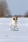 Jack Russell Terrier Hndin im Schnee