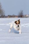 Jack Russell Terrier Hndin im Schnee