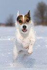 Jack Russell Terrier Hndin im Schnee