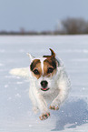 Jack Russell Terrier Hndin im Schnee