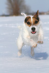 Jack Russell Terrier Hndin im Schnee