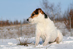 Jack Russell Terrier Hndin im Schnee