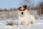 Jack Russell Terrier Hndin im Schnee