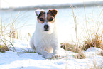 Jack Russell Terrier Hndin im Schnee