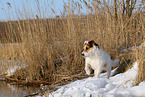 Jack Russell Terrier Hndin im Schnee