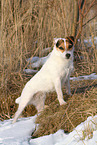 Jack Russell Terrier Hndin im Schnee