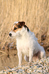 Jack Russell Terrier Hndin