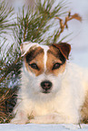 Jack Russell Terrier Hndin im Schnee