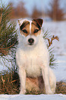 Jack Russell Terrier Hndin im Schnee