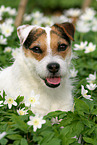 Jack Russell Terrier Hndin im Frhling