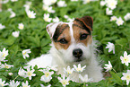 Jack Russell Terrier Hndin im Frhling