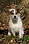 Jack Russell Terrier Hndin im Herbst