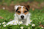 Jack Russell Terrier Hndin im Frhling