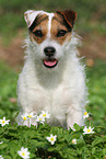 Jack Russell Terrier Hndin im Frhling