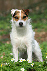 Jack Russell Terrier Hndin im Frhling