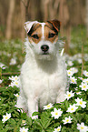 Jack Russell Terrier Hndin im Frhling