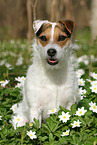 Jack Russell Terrier Hndin im Frhling