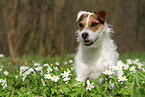 Jack Russell Terrier Hndin im Frhling