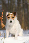 Jack Russell Terrier Hndin im Schnee