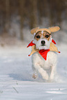 Jack Russell Terrier Hndin im Schnee