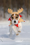 Jack Russell Terrier Hndin im Schnee