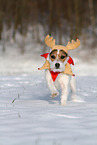 Jack Russell Terrier Hndin im Schnee