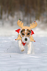 Jack Russell Terrier Hndin im Schnee