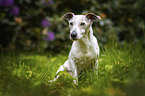 Jack Russell Terrier